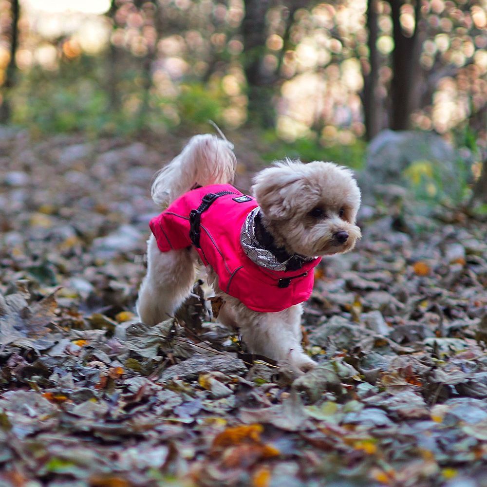 croci-hiking-annapurna-manteau-chien-matelass-chaud image 6