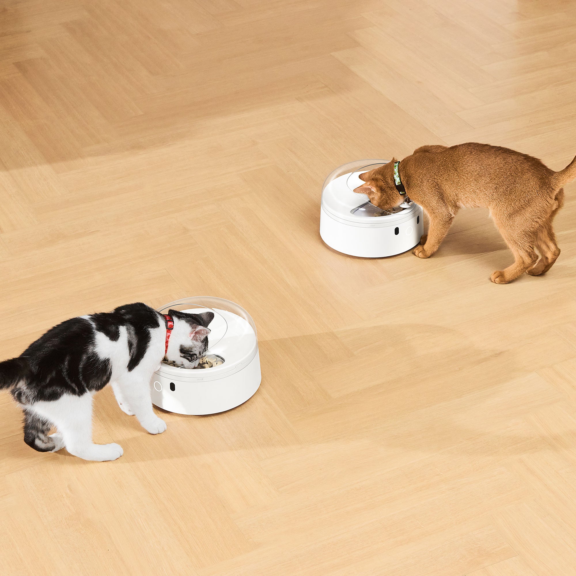 catlink-ecosystem-set-se-kit-liti-re-distributeur-fontaine image 7