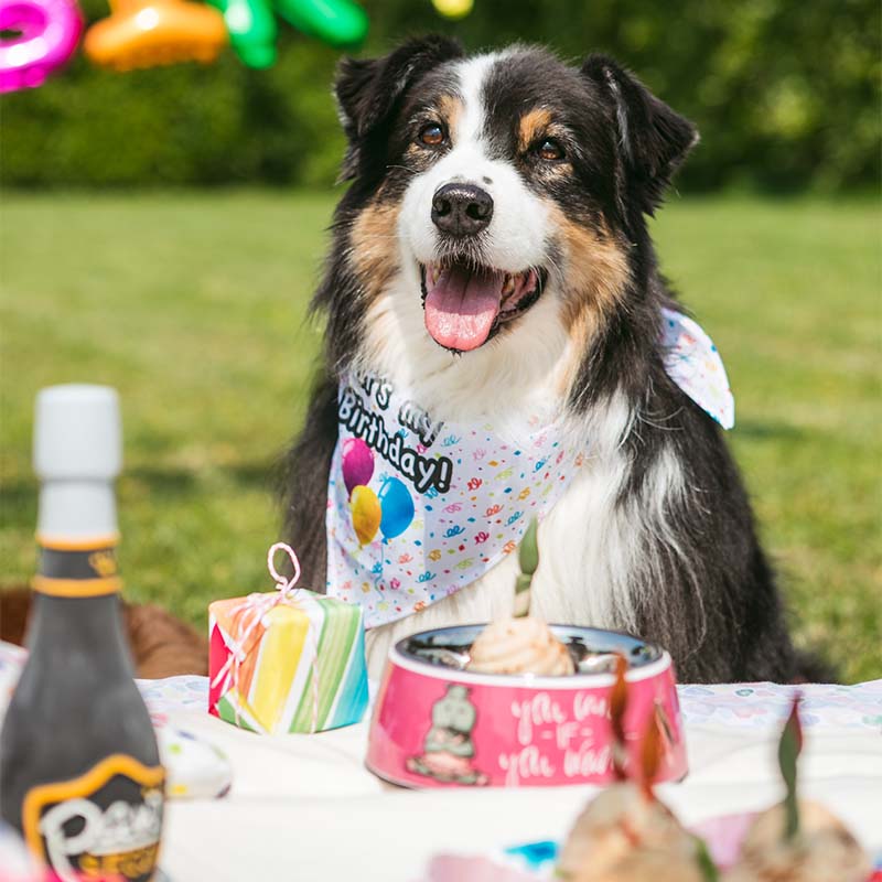 croci-pet-s-party-bougies-friandise-chien-lot-4-poulet image 2