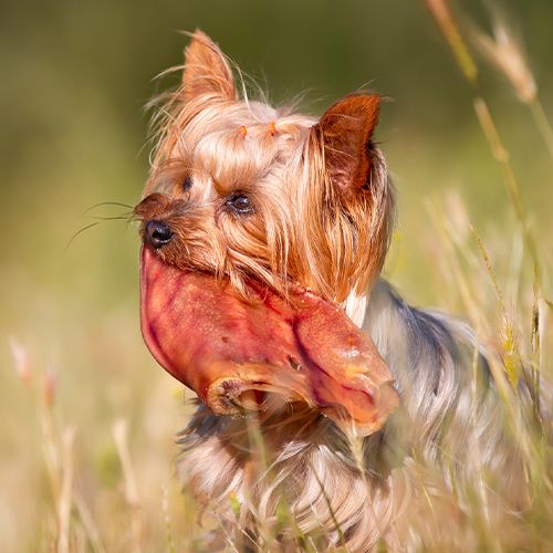 croci-niki-barf-oreille-de-porc-friandise-chien-100g-x2 image 2