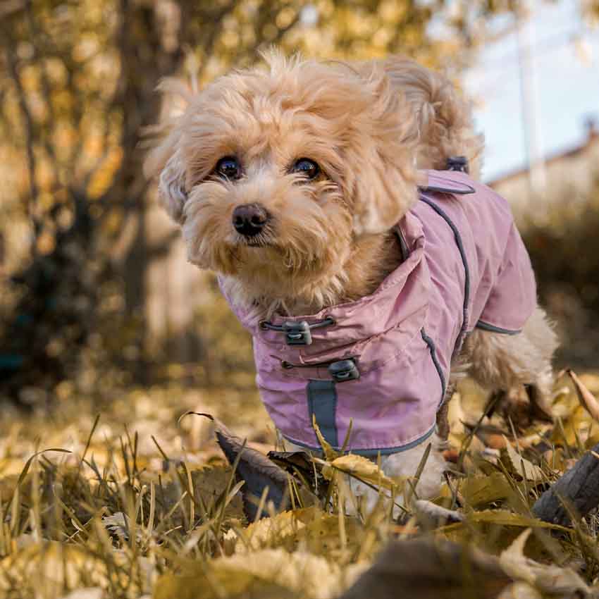 croci-hiking-city-manteau-imperm-able-chien-bleu-40-cm image 2