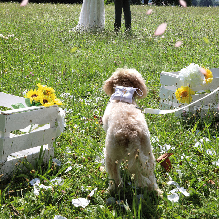 croci-ceremony-harnais-chien-blanc-mariage-38-54-cm image 2