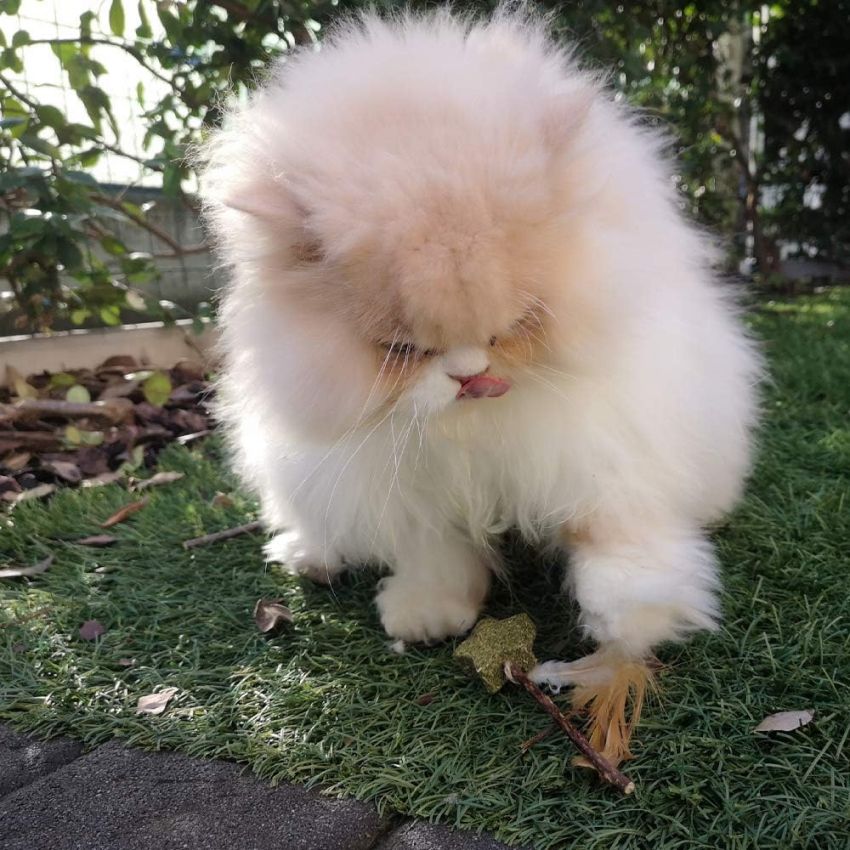 croci-euphoria-stick-stella-jouet-chat-matatabi-12-cm image 4