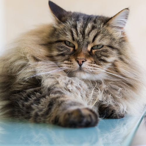 croci-powerfur-brosse-chat-poil-long-taille-m-3-4-5kg image 2
