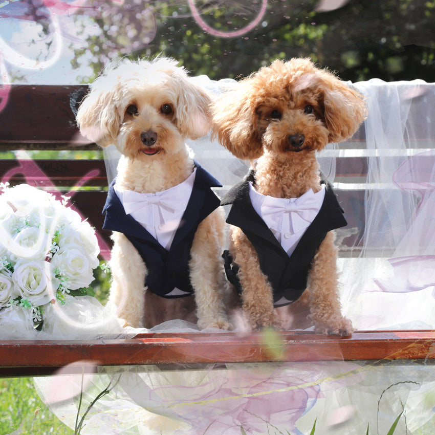 croci-ceremony-groom-harnais-chien-smoking-noir-35-45-cm image 2