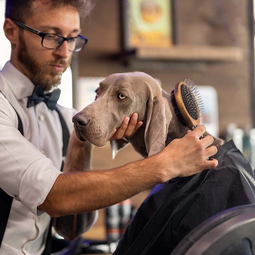 croci-barbershop-brosse-double-chien-chat-picots-inox image 2