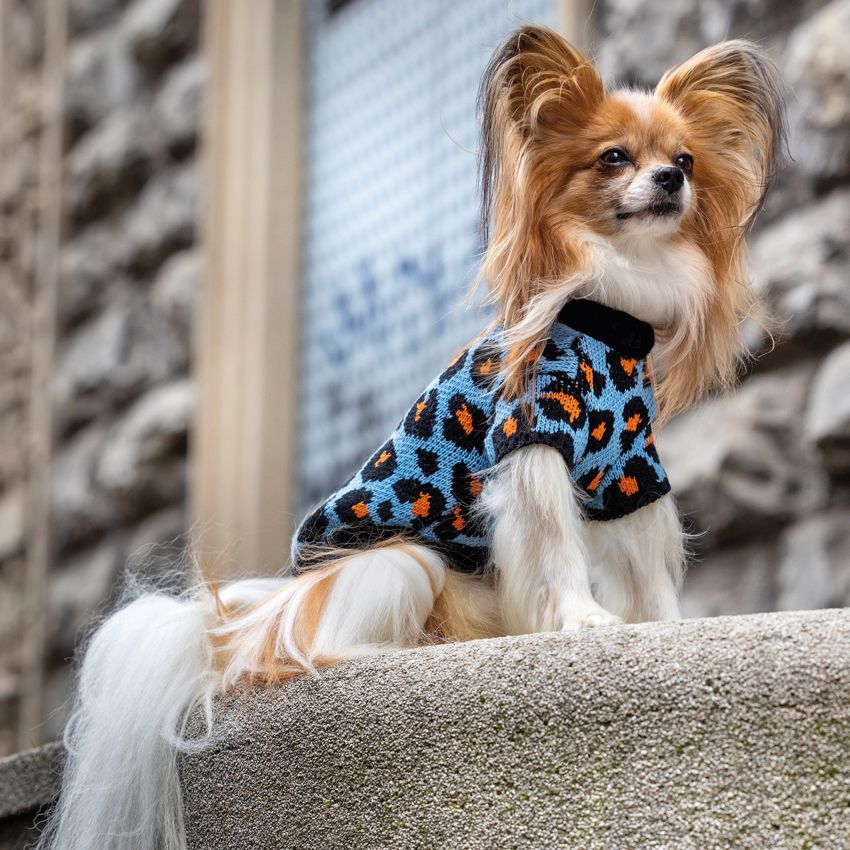 croci-cheetah-spot-pull-chien-l-opard-bleu-35-cm image 4