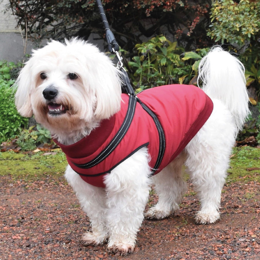 croci-bomber-manteau-chien-bordeaux-m-38-cm image 4