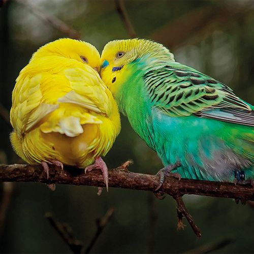 croci-nid-bois-oiseau-perruche-ouverture-dessus image 2