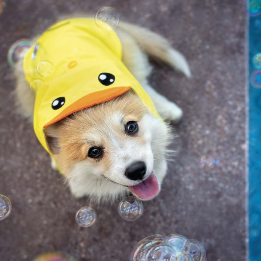 croci-duck-manteau-imperm-able-chien-jaune-35-cm-respirant image 2