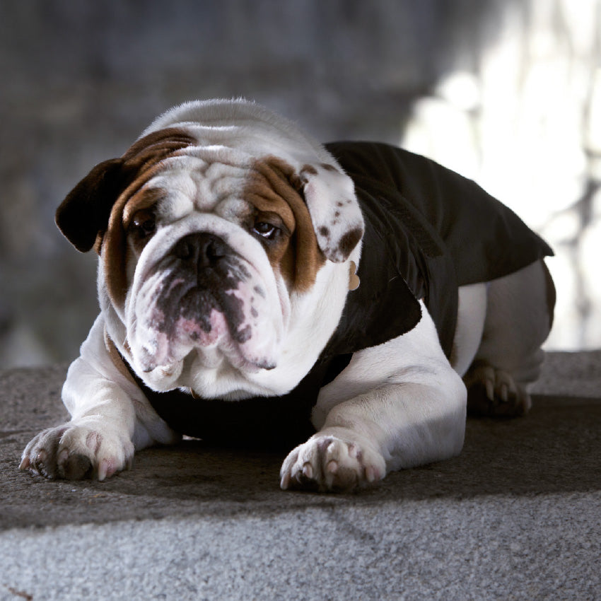 croci-manteau-chien-bouledogue-fran-ais-bordeaux-47cm image 6
