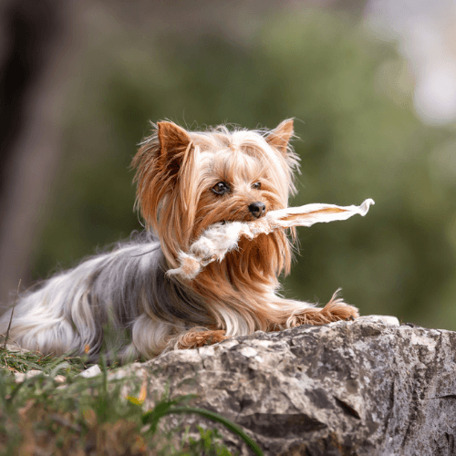 croci-niki-natural-barf-oreilles-de-lapin-friandise-chien-x5 image 3