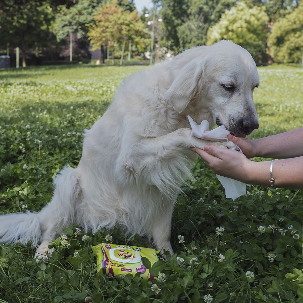 croci-gill-s-lingettes-chien-chat-talc-x40-douces image 2