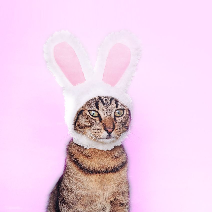 croci-bunny-ears-d-guisement-oreilles-lapin-chat-chien image 2