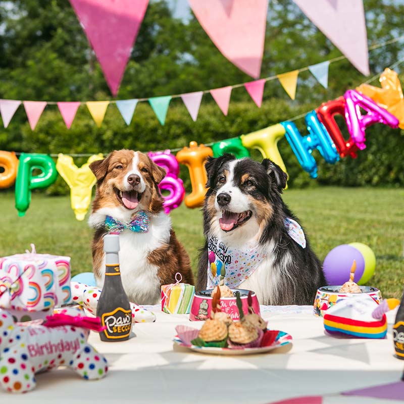 croci-party-cupcakes-friandise-chien-anniversaire-65-g image 3