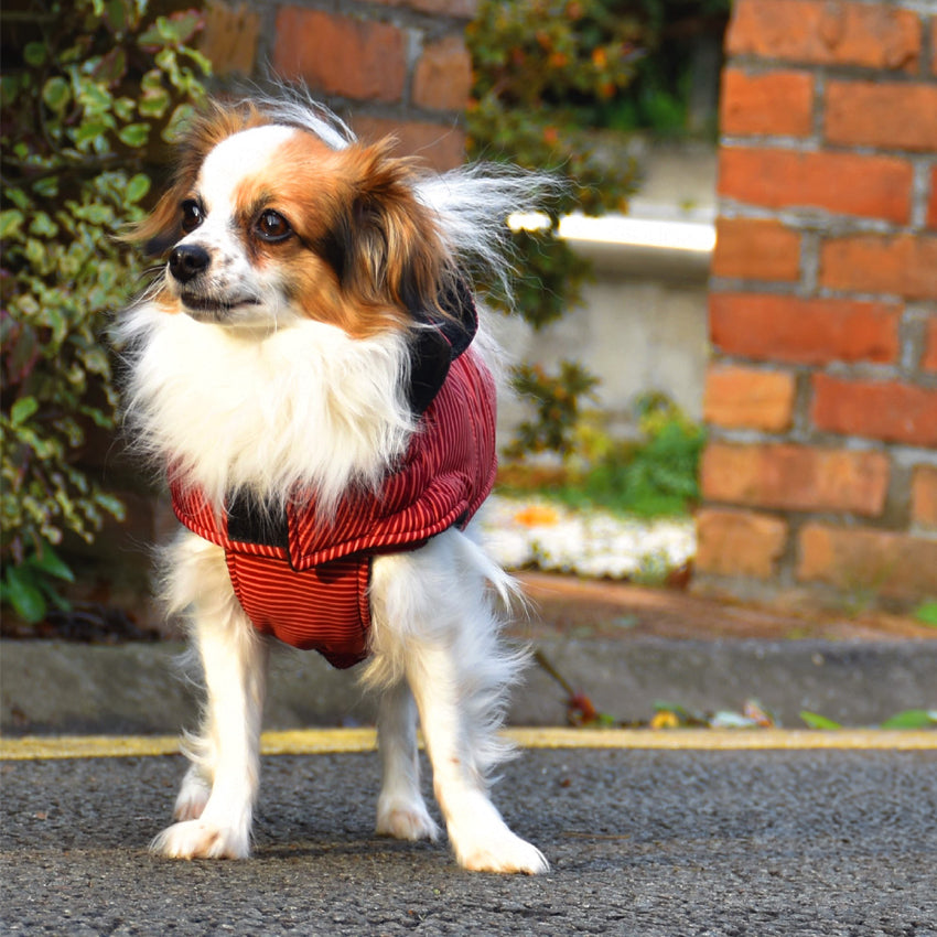 croci-bobby-ray-manteau-chien-imperm-able-polaire image 2