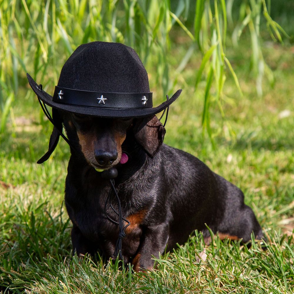 croci-dog-clothing-chapeau-cowboy-chien-feutre-18-cm image 2