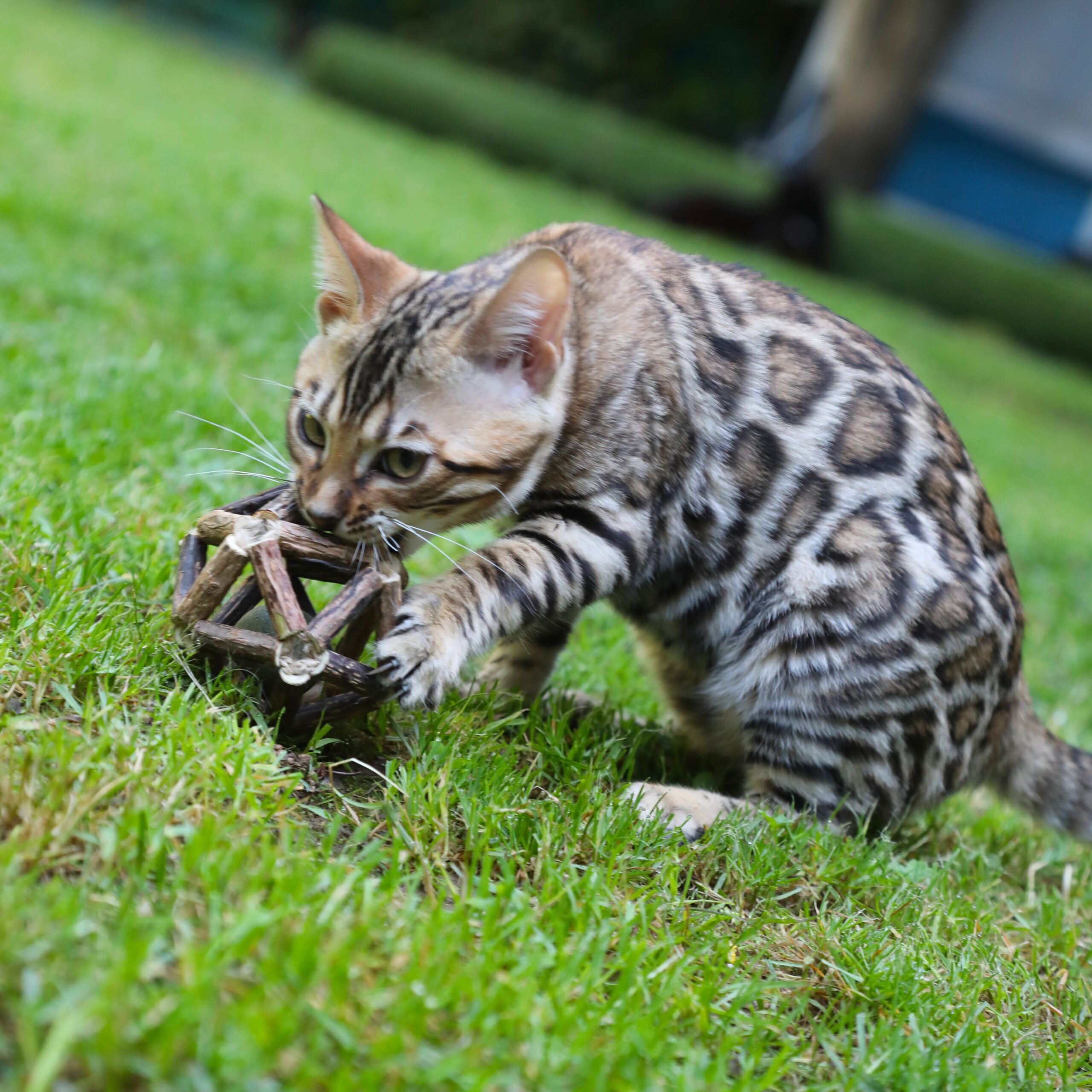 croci-euphoria-balle-jouet-chat-herbe-chat-exercice image 3