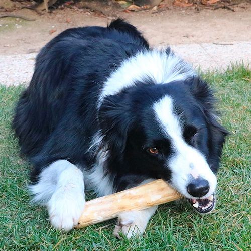 croci-niki-natural-barf-coffee-bone-os-bois-chien-m image 3