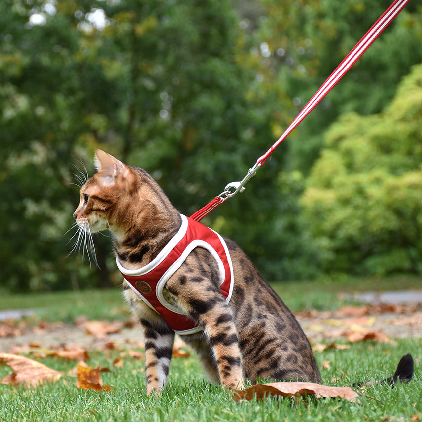 croci-bobby-stripe-harnais-chat-laisse-bleu-ciel-nylon image 3