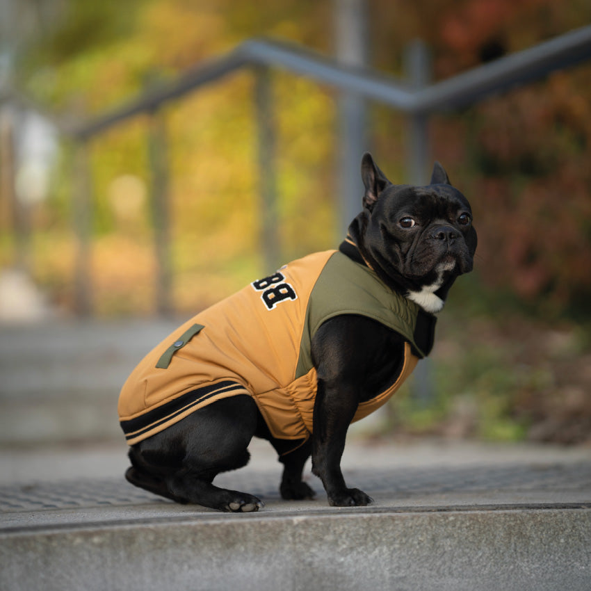 croci-bomber-school-manteau-matelass-chien-l-44-cm image 2