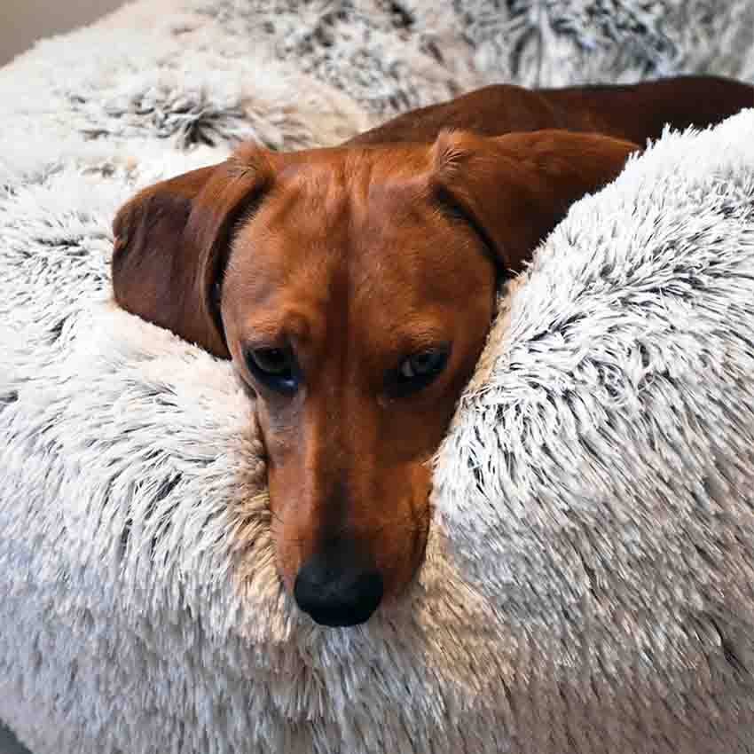 croci-bobby-poilu-panier-chien-gris-70x25-cm image 4