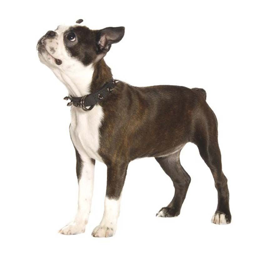 bobby-hercule-collier-chien-noir-45x2-5-cm-clout image 2