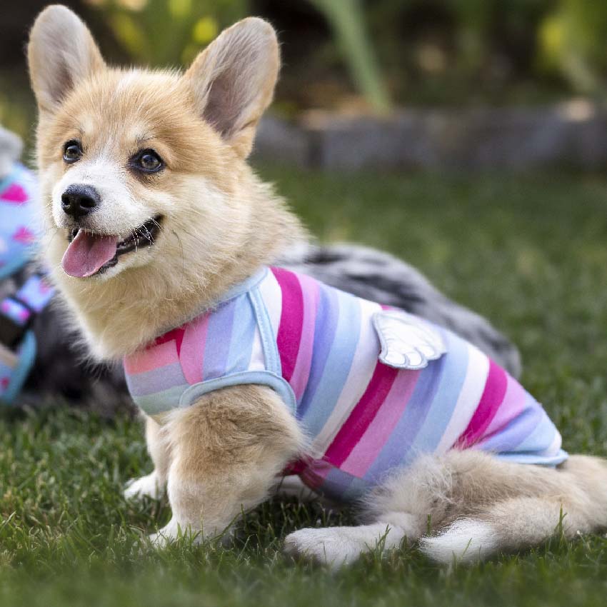 croci-wings-t-shirt-chien-v-tement-rose-35-cm image 2