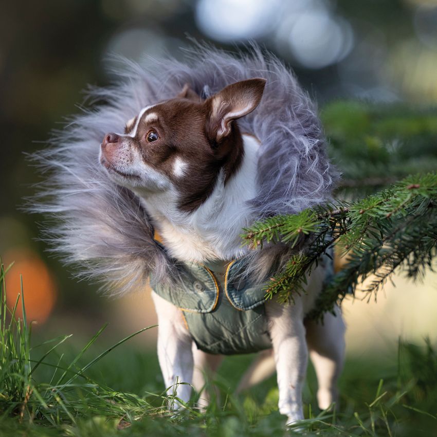 croci-trio-manteau-chien-hiver-imperm-able-r-versible image 4