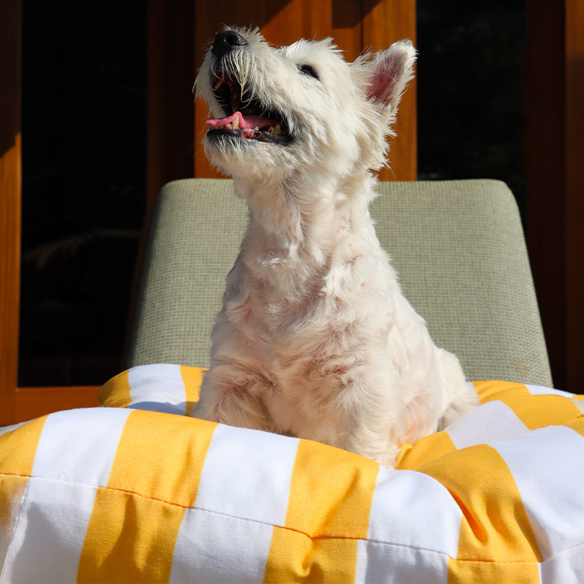 croci-coussin-chien-ray-jaune-80x60x12-cm-taille-m image 4