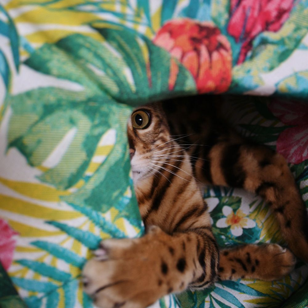 croci-amazonia-pyramide-chat-mousse-coussin image 3