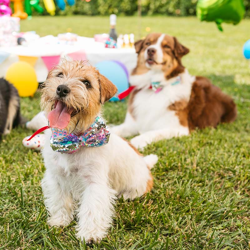 croci-party-n-ud-papillon-chien-multicolore-f-te image 3