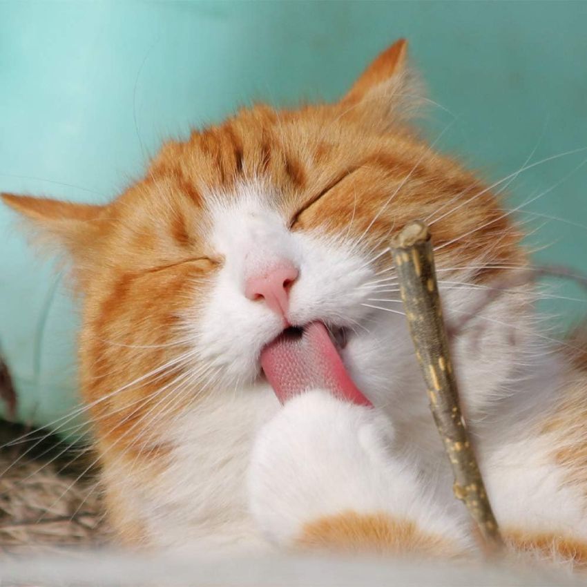 croci-euphoria-stick-b-ton-matatabi-chat-lot-de-5 image 2