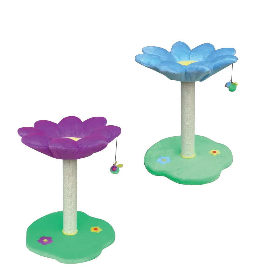 croci-flowers-daisy-griffoir-chat-fleur-coloris-assortis image 1