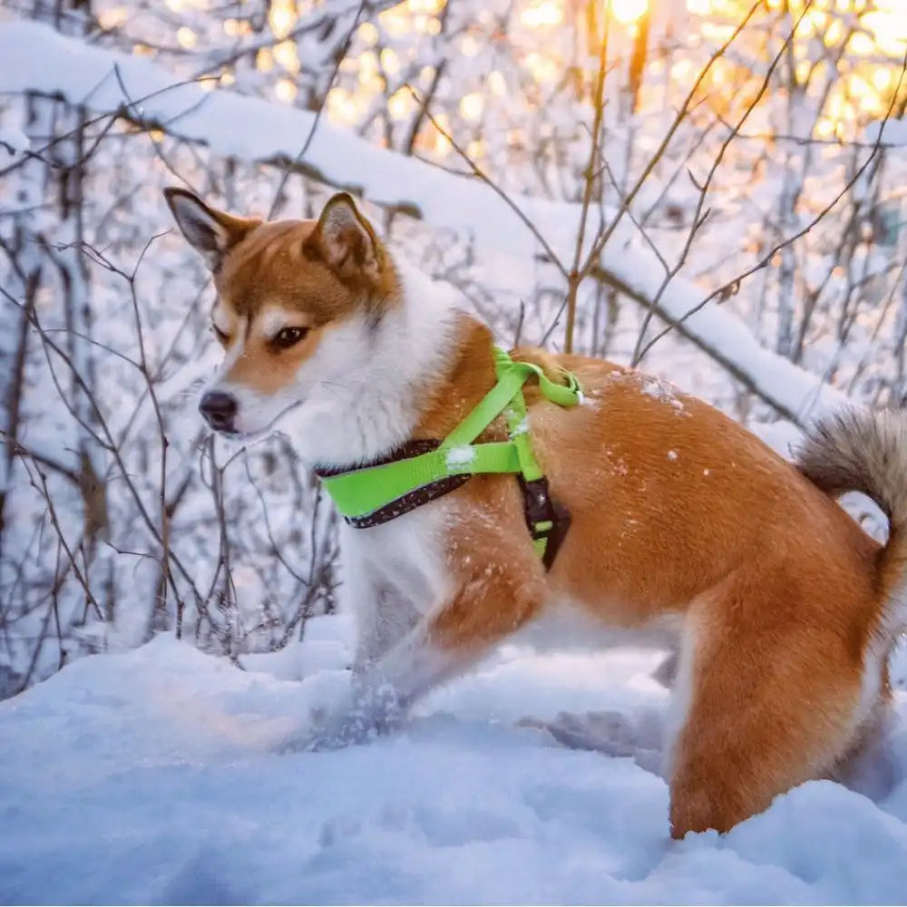 croci-hiking-swedish-endurance-harnais-chien-nylon-rouge-m-rembourr image 3