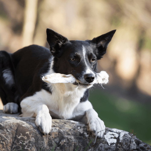 croci-niki-natural-barf-oreilles-de-lapin-friandise-chien-x5 image 4