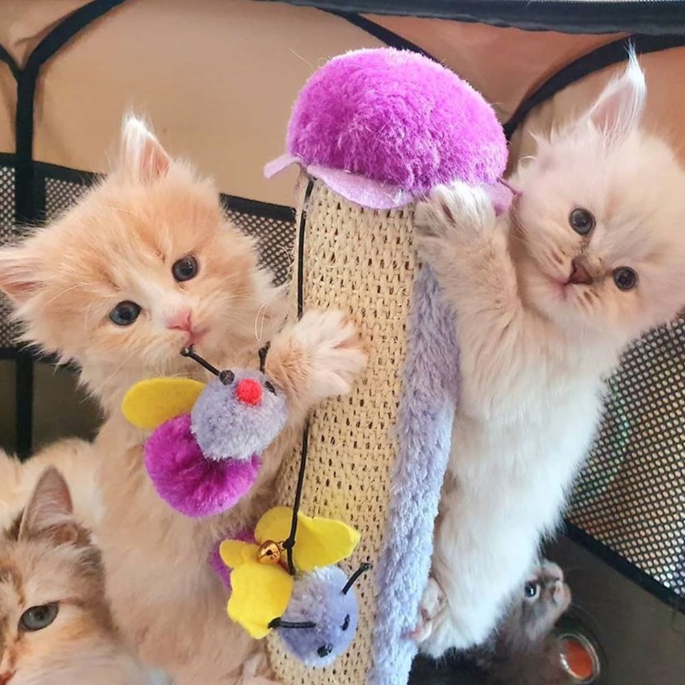 croci-flowers-lily-griffoir-chat-fleur-avec-jouets image 2