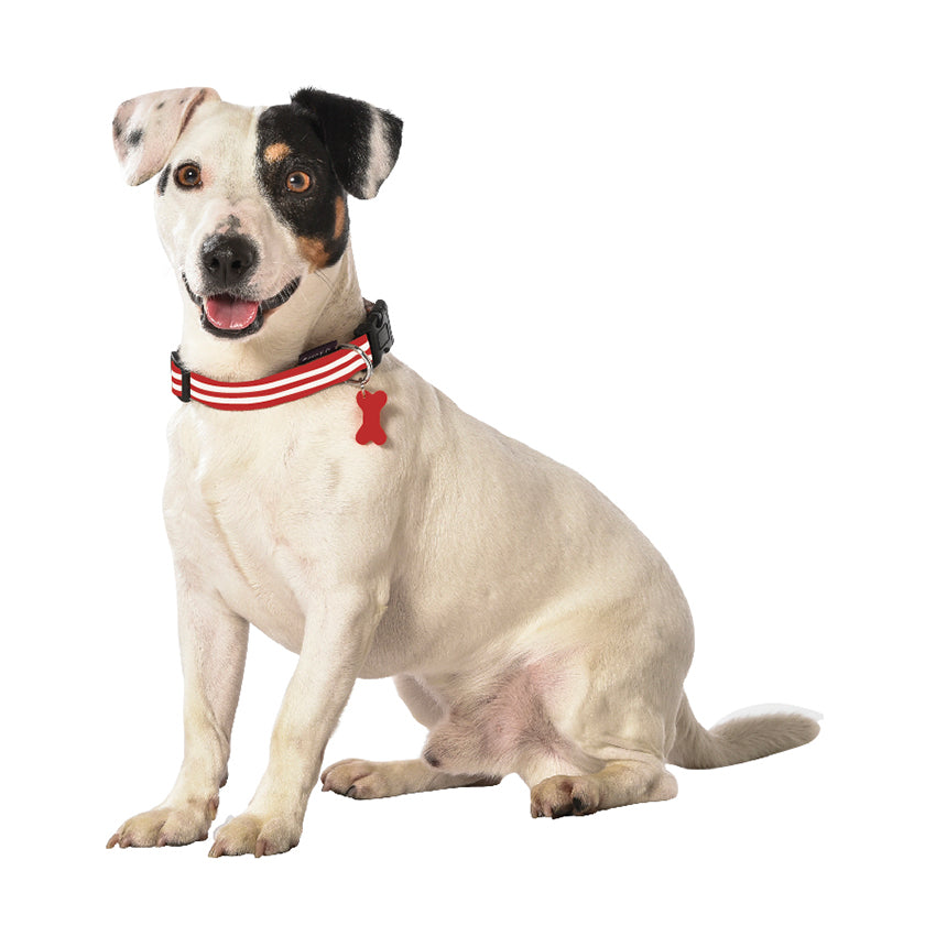 croci-bobby-stripe-collier-nylon-chien-ray-rouge-25-40-cm image 2