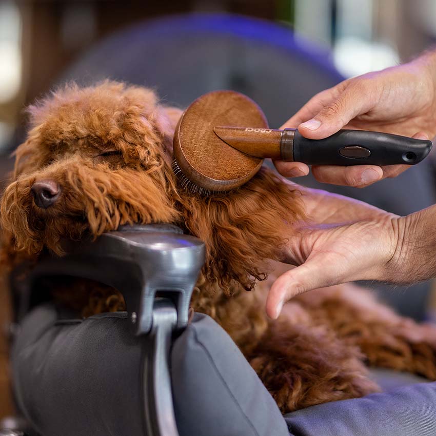 croci-barbershop-smooth-tail-carde-brosse-chien-dents-fines image 3