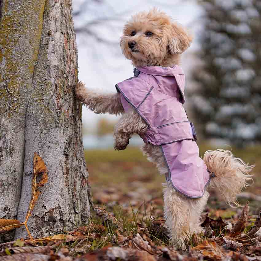 croci-hiking-city-manteau-imperm-able-chien-bleu-40-cm image 5
