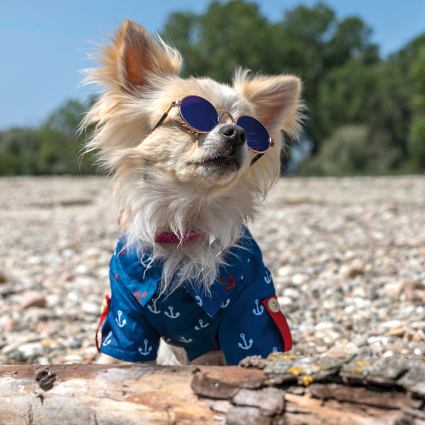 croci-lennon-lunettes-de-soleil-chien-14x8-5-cm-r-glables image 2