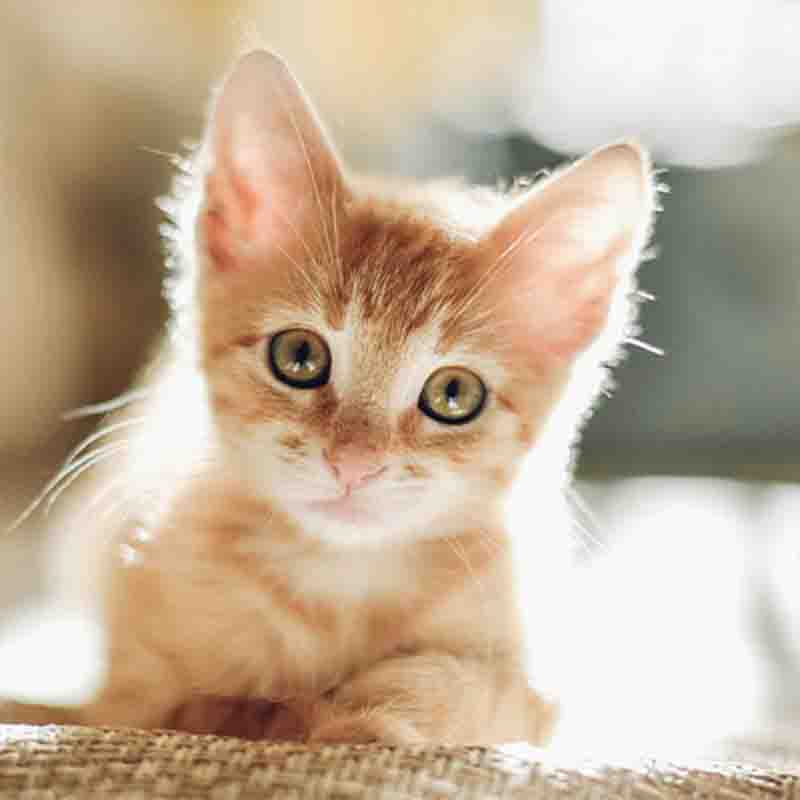 croci-vibrisse-mousse-chaton-thon-aloe-70-g image 2