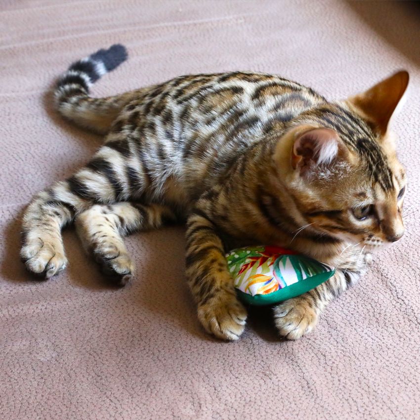 croci-euphoria-jouet-chat-herbe-chat-lot-de-2-naturel image 2