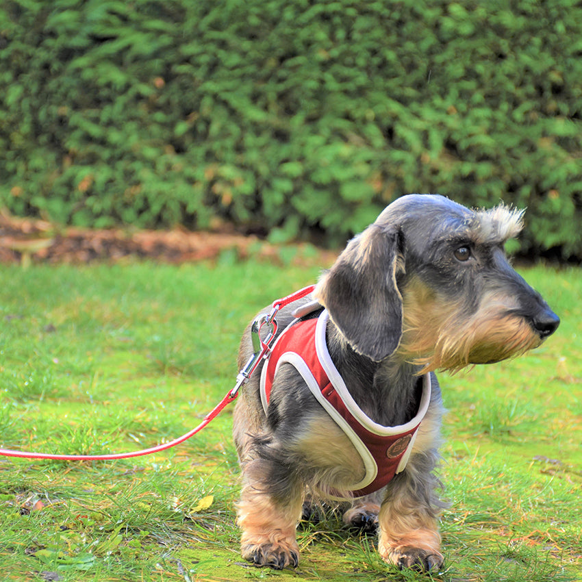 croci-bobby-stripe-harnais-petit-chien-nylon-bleu-ciel-xs image 4