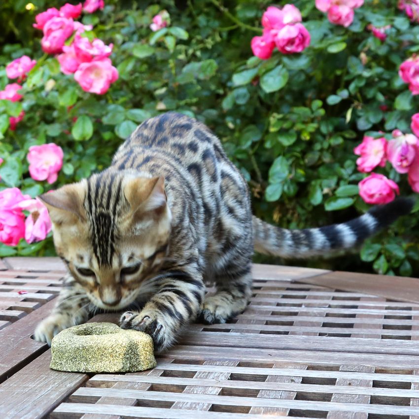 croci-euphoria-c-ur-herbe-chat-jouet-chat-7-cm image 5