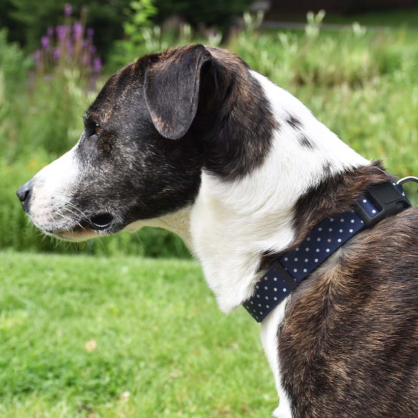 croci-bobby-pretty-collier-chien-nylon-pois-bleu image 2